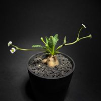 ユーフォルビア フィッシュボーン,ユーフォルビア スパンリンギー,ユーフォルビア,新しい仲間,開花中の画像