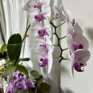 ミディ胡蝶蘭,リビングの画像