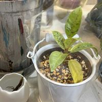 フィカス・ティネケ,フィカス・ジンの画像