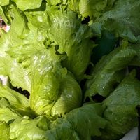 太陽の光を浴びて,レタス栽培,家庭菜園,庭の画像