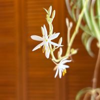 オリヅルラン,オリヅルラン,リプサリス,観葉植物,鉢植えの画像