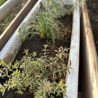 ライスフラワー,メラレウカ,ウェストリンギアの画像