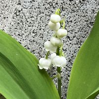 スズラン,シラー・カンパニュラータ,シラーカンパニュラータ,地植え,ネコ好きの画像