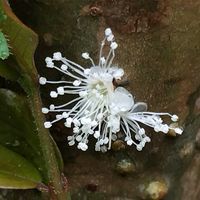 アジュガ,アジュガ,サボテン,サボテン,スミレの画像