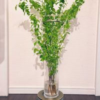 バイカウツギ,切り花,生花,flower,枝ものの画像