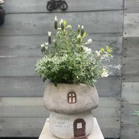 ソフォラ　リトルベイビー,オレアリア リトルスモーキー,エスカロニア ゴールデンカーペット,ユーフォルビア スノーブリザード,寄せ植えの画像