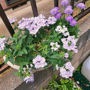 スカビオサ,バーベナ,エントランスの画像