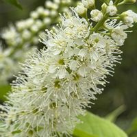 ウワミズザクラ,ツクバネウツギ,花木,落葉低木,スイカズラ科の画像