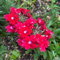 バーベナ,宿根バーベナ,地植え,花壇,ガーデニングの画像