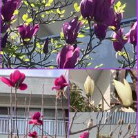 アジュガ,アジュガ,カリン,カリン,サクラの画像