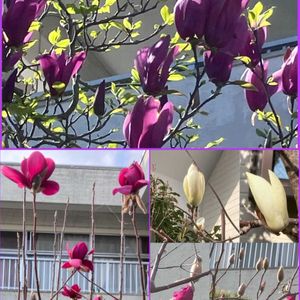 アジュガ,アジュガ,カリン,カリン,サクラの画像