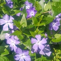 ツルニチニチソウ,ヒイラギナンテン,綺麗〜❤️,ありがとう❤️,感動❤️の画像