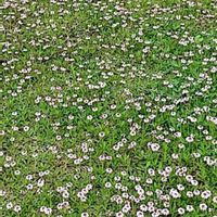 イワダレソウ,２０２５年同期,外出先のお花の画像