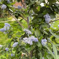 セアノサスの画像