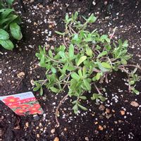 ポーチュラカ,おうち園芸の画像