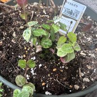 テイカカズラ,おうち園芸の画像