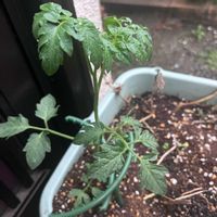 トマト,おうち園芸の画像