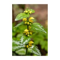 ラミウム,ラミウム ガレオブドロン,ツルオドリコソウ,キバナオドリコソウ,カラーリーフの画像