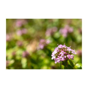 ヨウシュイブキジャコウソウ,クリーピング タイム,ハーブ,グランドカバー,シソ科の画像