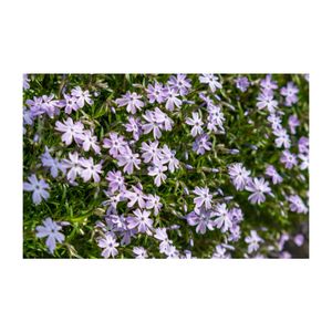 芝桜,地植え,グランドカバー,多年草,薄紫色の花の画像