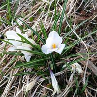 クロッカス,お出かけ先の画像