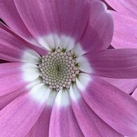 サイネリア,ピンク,今日も元気で,ピンク❤︎ピンク,ピンク大好きの画像