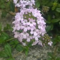 カンナ,クリーピング タイム,新芽,花のある暮らし,地味好きの画像