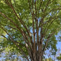 ケヤキ,ケヤキ,ハナミズキ,ハナミズキ,マンナトネリコの画像