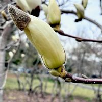 ハクモクレン,植栽,今日のお花,落葉高木,モクレン科の画像