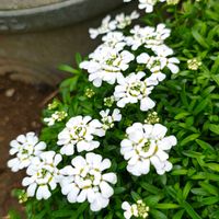イベリス,イベリス,ガーデニング,ボタニカルライフ,お庭の植物の画像