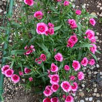 セキチクの画像