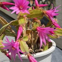 イースターカクタス　カニサボテン,イースターカクタス　カニサボテン,サボテンの花,美しい花,私のお気に入りの画像