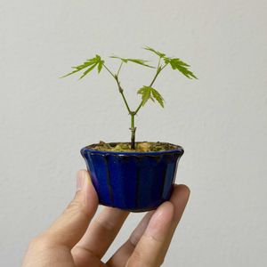 イロハモミジ,イロハモミジ,盆栽,実生,小品盆栽の画像
