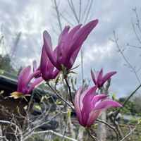 モクレン,マグノリア,木蓮(もくれん),庭木,マイガーデンの画像