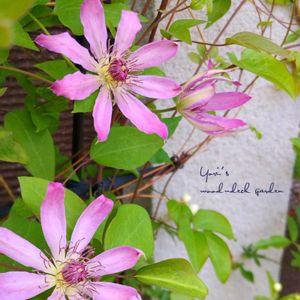 クレマチス,クレマチス,クレマチス雪おこし,鉢植え,ガーデニングの画像