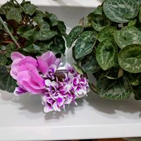 シクラメン,ガーデンシクラメン,アフリカ亀甲竜,ベランダの画像