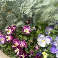 シルバーレース,可愛い,シルバーリーフ,いつもありがとう♡,花のある暮らしの画像