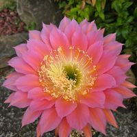 サボテン,花サボテン,サボテンの花,さぼてんの花の画像