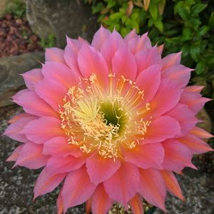 サボテン,花サボテン,サボテンの花,さぼてんの花の画像