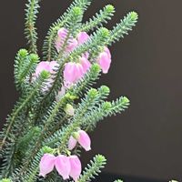 エリカ,エリカ,マイペースに,心穏やかに♡,心あたたかくの画像