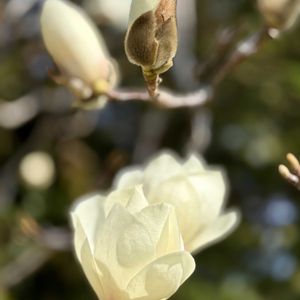 モクレン,モクレン,ビタミンカラー,꒰ღ˘◡˘ற꒱かわゅ~,庭園の画像