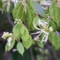 トキワマンサク,常緑,自生地,スマホ撮影,在来種の画像