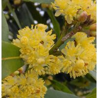 月桂樹,可愛い,綺麗,ワンコ散歩,木に咲く花の画像