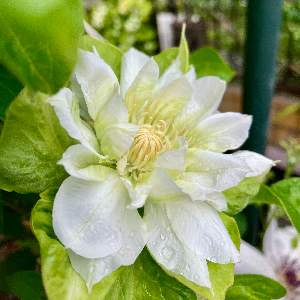 夢みるおばさん