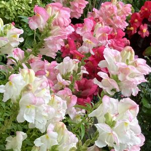 癒し,#ガーデニング,エクステリアの画像