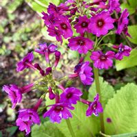 クリンソウ,ハナミズキ,ノアザミ,イモカタバミ,アッツザクラの画像