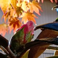シャクナゲ,ロウヤガキ,ふじ,鉢植え,チーム愛知の画像
