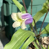 クレマチス 雫,鉢植え,ちっちゃ可愛い♡,庭の画像