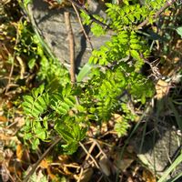 サンショウの画像