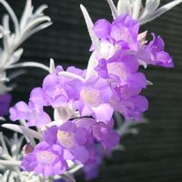 エレモフィラ・ニベア,鉢植え,オージープランツ,季節の花,花のある暮らしの画像